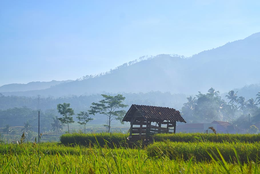 field, indonesia, landscape, nature, view, java, plant, fog, land, scenics - nature