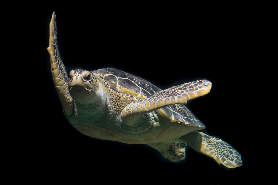 photo of turtle, turtle, green, sea, ocean, animal, wildlife, underwater, swimming, sea turtle