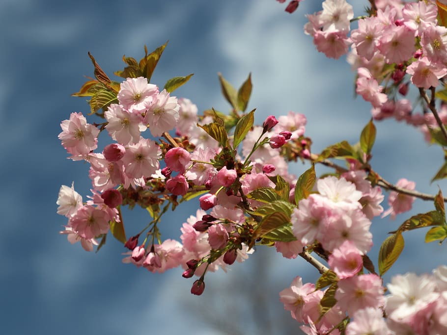 сакура, весна, цветение, вишня, дерево, природа, японская, лепестки, цветочки, сезон