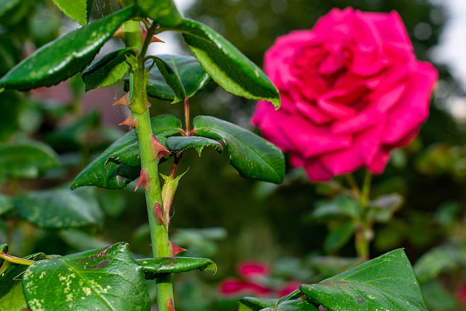 thorns, rose, close up, flower, spur, prickly, green, pink, plant, growth