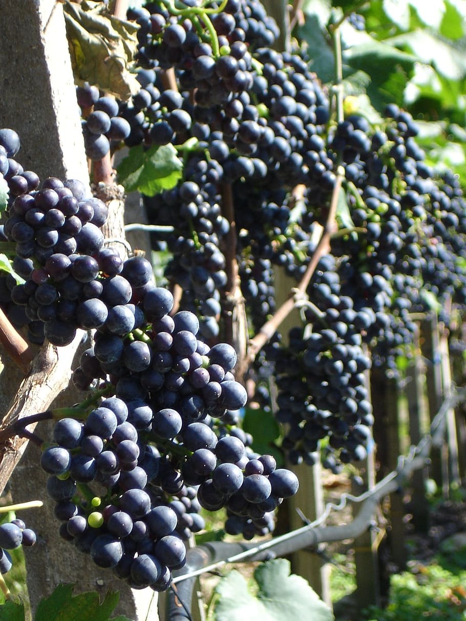 виноград, растение, вино, выращивание, виноградник, лоза, виноградарство, плантация, белый виноград, сладкий | Pxfuel