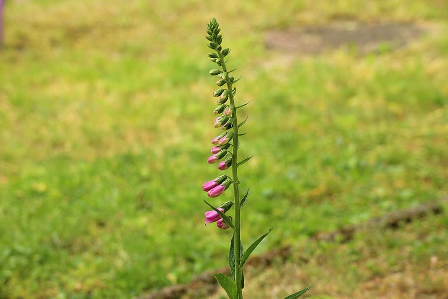 foxglove, flower, spring, the buds, a garden plant, composition, boost, plant, freshness, growth