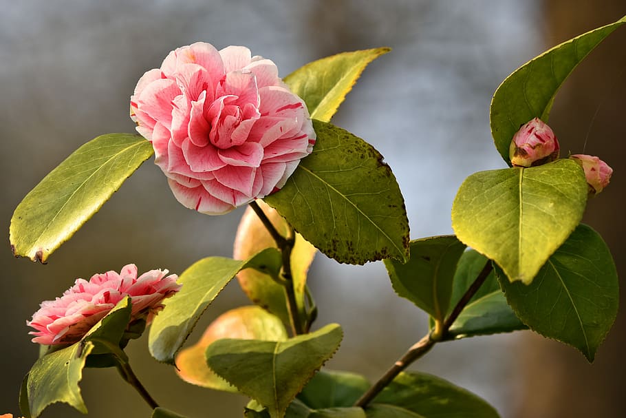 flor de pétalos de rosa, azalea, flor, arbusto, rododendro, principios de la  primavera, primavera, follaje, árbol de hoja perenne, Hoja | Pxfuel