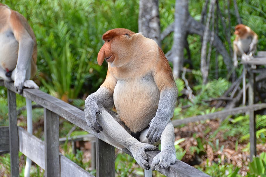 selektif, fotografi fokus, proboskis monyet, duduk, panggangan, Belalai Monyet, Primata, monyet, monyet berhidung panjang, hidung