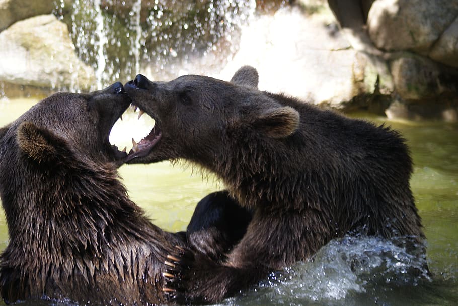 Urso pardo, água, animais, jogos, jogos aquáticos, parque animal dos Pirinéus, animal, ressaca, urso, animais selvagens