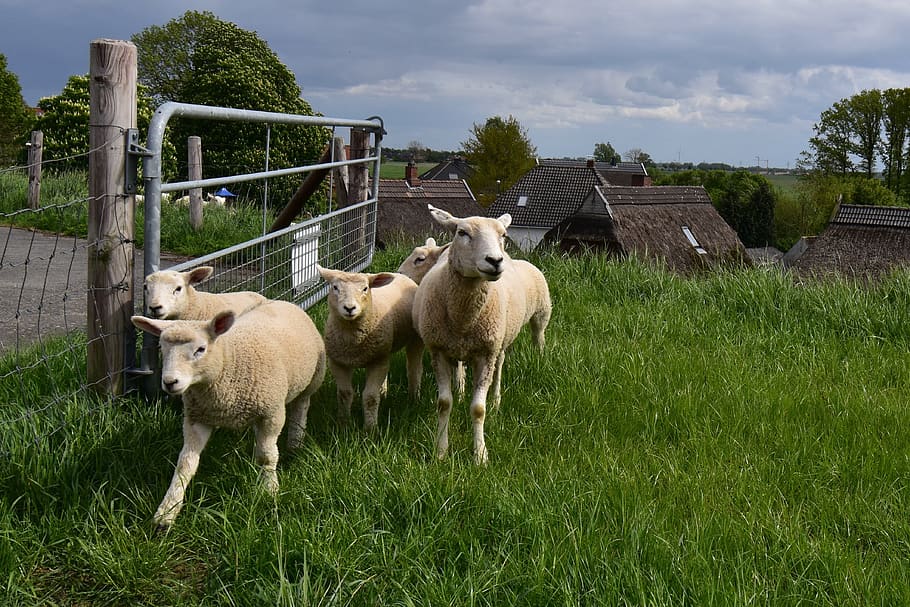sheep, dike, landscape, idyll, deichschaf, relaxation, fresh, nature, rural, thatched houses