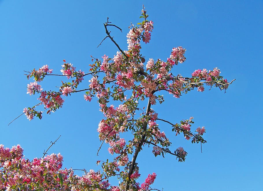 Цветущими время. Фотосессия групповая Весенняя в цветах деревья. Spring Blossom. Цветет весной розовыми цветами.