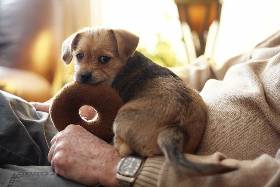 selective, focus photography, short-coated, brown, black, puppy, biting, doughnut, terrier, dog