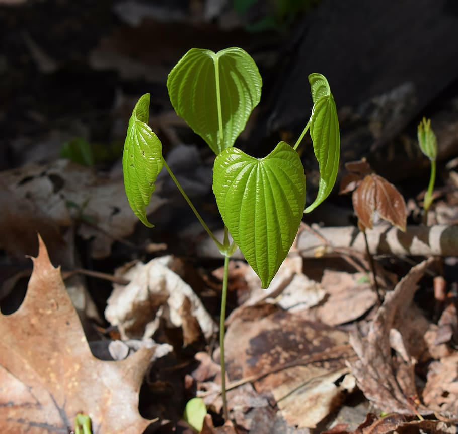 dioscorea quaternata, wild yam, new leaves, plant, spring, medicinal, new growth, forest, woods, wild