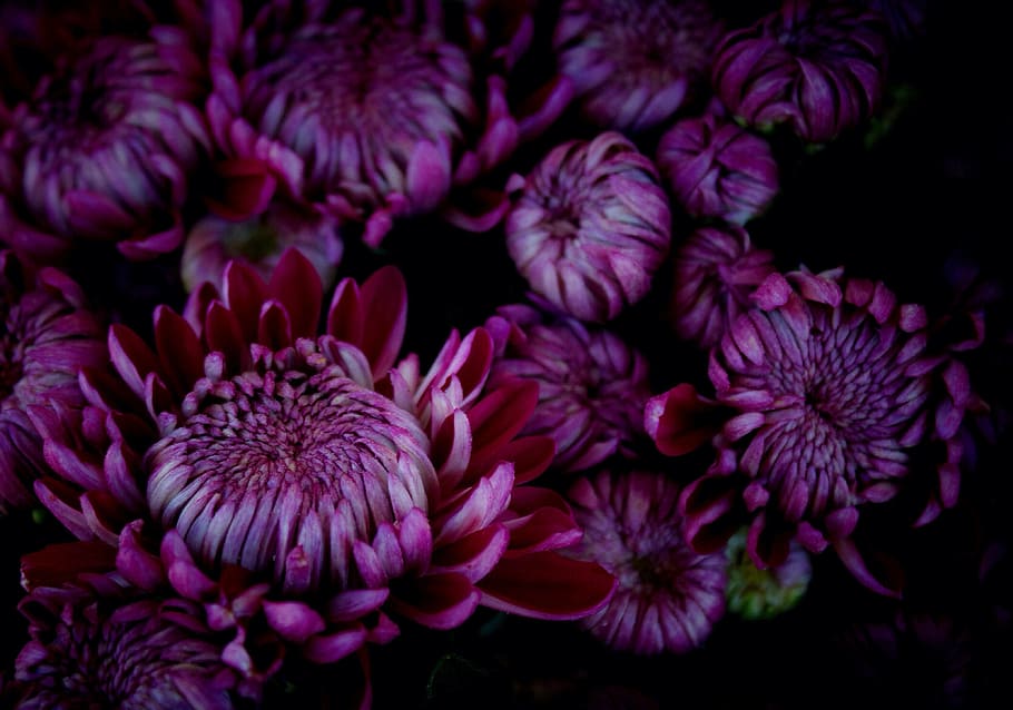 菊, 紫, 11月, 自然, 水中, 花, 背景, 植物, 人なし, 花頭