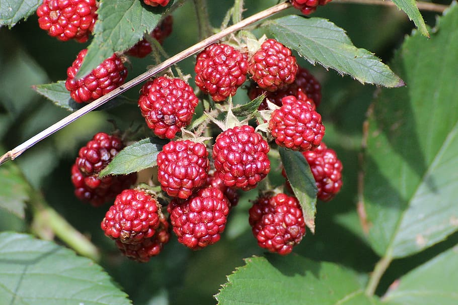 red berries, blackberries, rubus sectio rubus, fruits, berries, immature, red, delicious, collecting drupe, wild growth