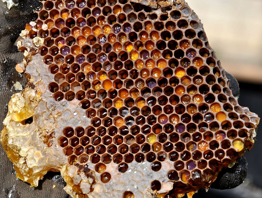 favo de mel cheio de mel, favo de mel, armazenamento de pólen, mel, apicultura, natureza, colméia, abelha, inseto, temas de animais