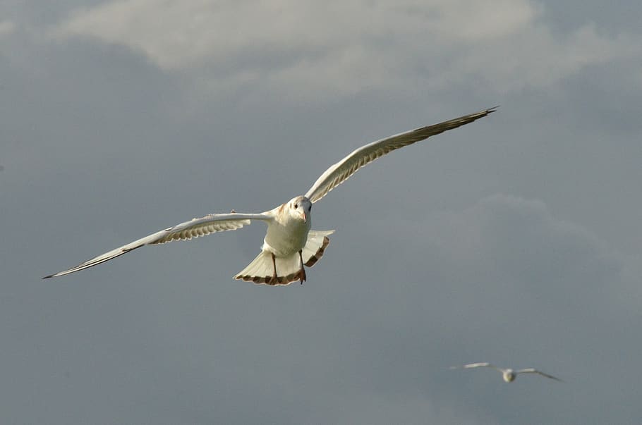 bird, seagull, wing, fly, air, dark, threat, flying, animal wildlife, animals in the wild