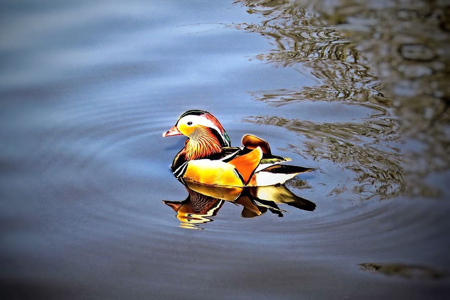 duck, mandarin ducks, water bird, animal, colorful feathers, bright, pond, waters, park, swim