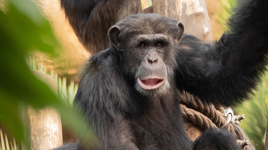 Chimpanzé No Centro De Resgate De Macacos Do Mundo Dos Macacos Na  Inglaterra Dorsal Imagem de Stock - Imagem de grama, macaco: 239336051