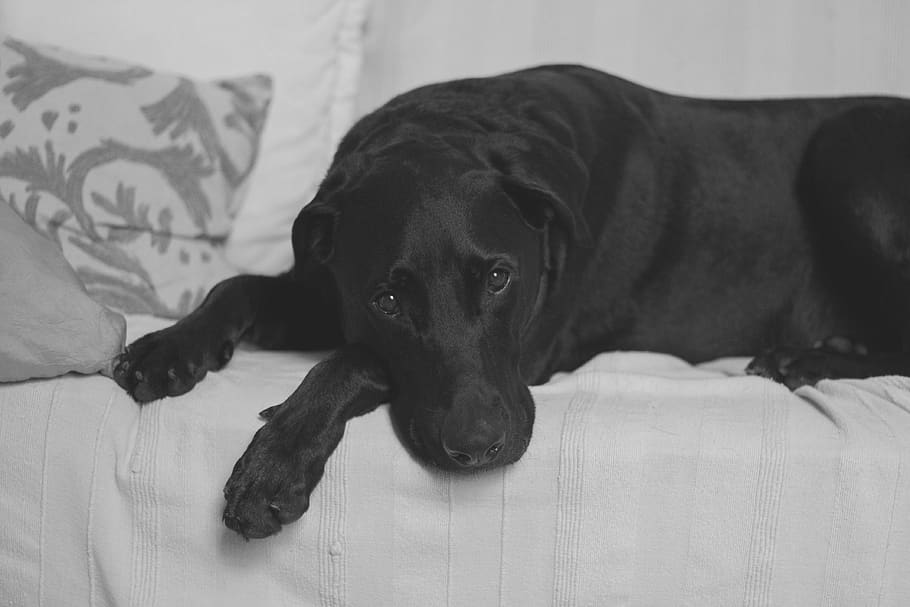 black, dog, pet, animal, puppy, couch, sofa, black and white, pets, canine
