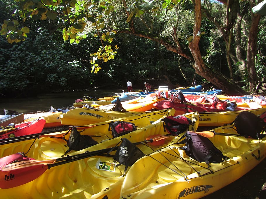 kayak, river, wailua river, kauai, hawaii, tree, nautical vessel, plant, water, transportation