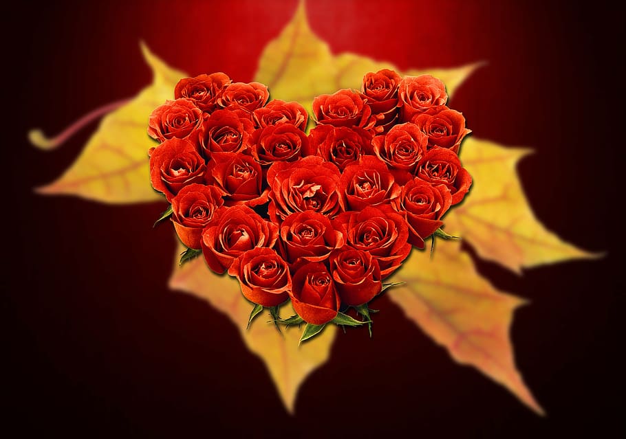 fotografi jarak dekat, berbentuk hati, mawar, bunga, cinta, jantung, hari valentine, merah, kasih sayang, hati