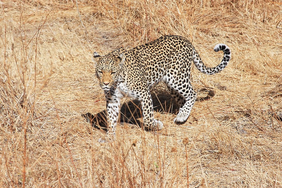 leopard, africa, safari, wildcat, botswana, cat, national park, big cat, nature, okavango delta