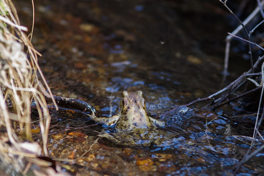 Common Toad, Amphibian, Animal, Nature, water, creature, toads, thick, frog, environment