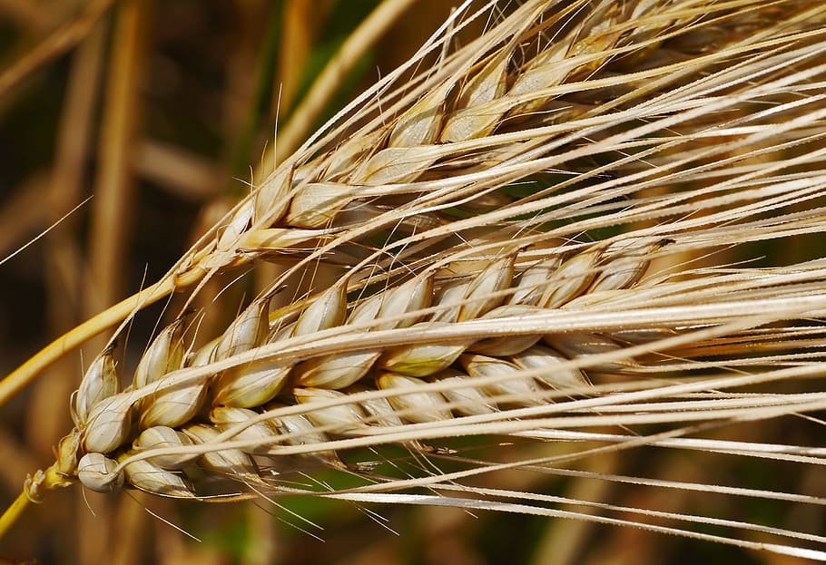 ear, cereals, grain, grains, awns, barley, close, agriculture, summer, ripe