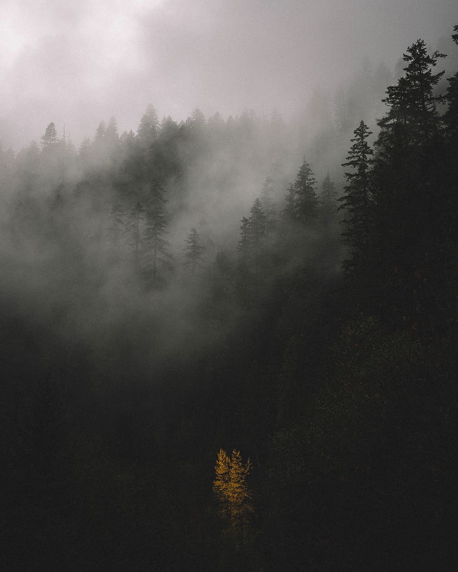 árbol, planta, naturaleza, bosque, reflexión, montaña, niebla, frío, clima, escena tranquila