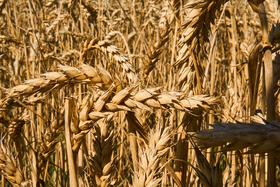 spike, wheat, grain, cereals, wheat field, cornfield, field, sunny, arable, food