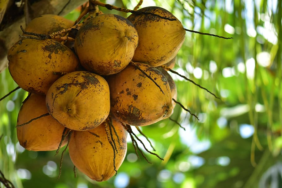 浅い フォーカス写真 黄色 ココナッツ ココヤシ ヤシ 熱帯植物 食物 果物 木 Pxfuel