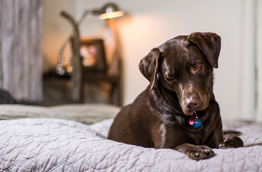 adult chocolate labrador retriever, bed, dog, puppy, bedroom, comfy, animal, pet, cute, canine