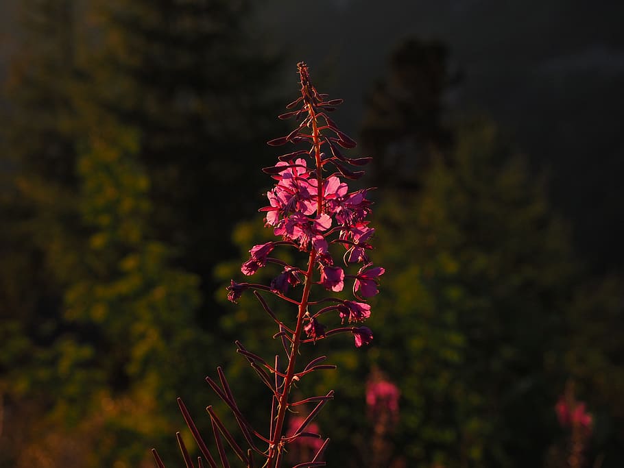 pink, spike flowers, closeup, photography, epilobium angustifolium, flower, blossom, bloom, back light, evening sun