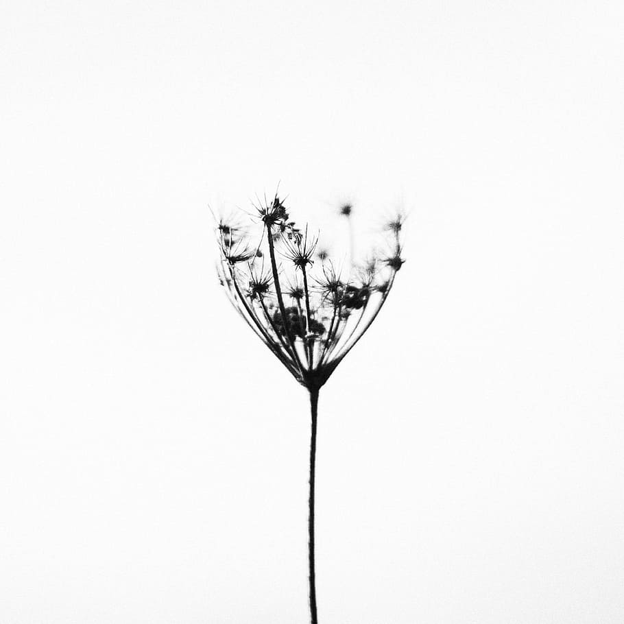grayscale photography, dandelion, nature, plant, minimalistic, black white, silent, quiet, contrast, herb
