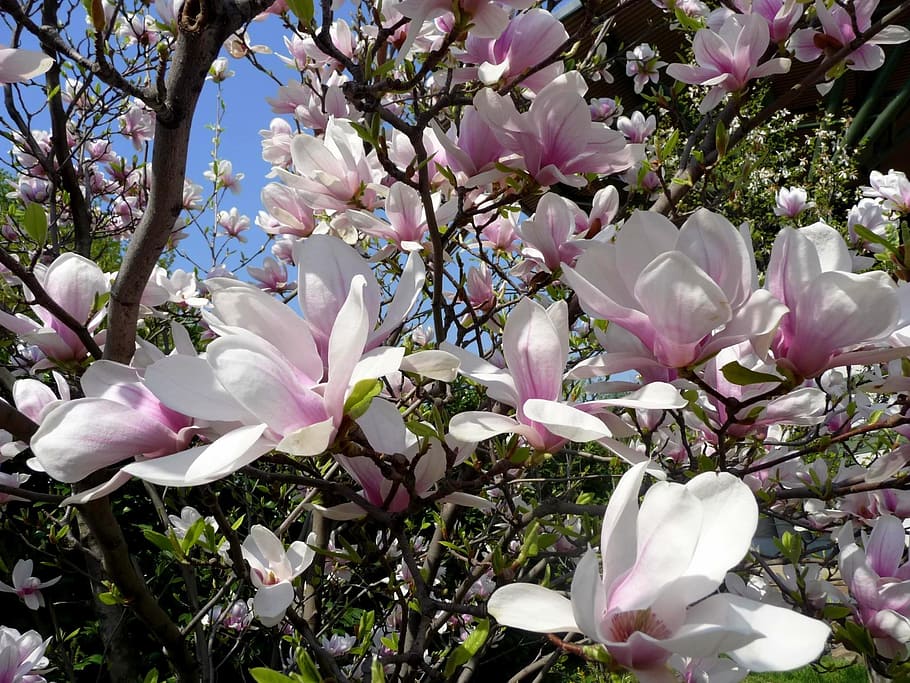 spring, tulip tree, magnolia, wood, blooms at, floral, spring bloom, pale pink, magnolia flower, flowers