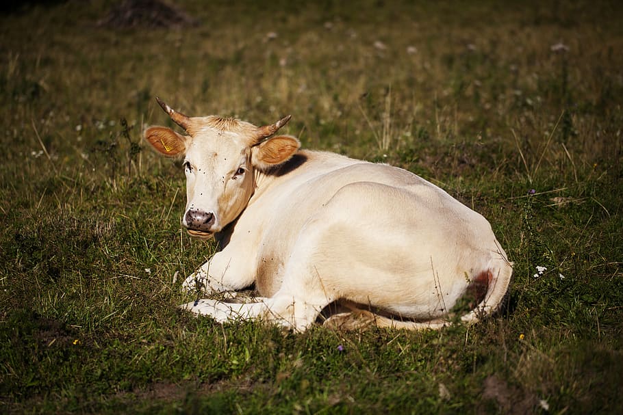 cow, pasture, village, slovakia, white, grass, pet, farm, economy, animal themes