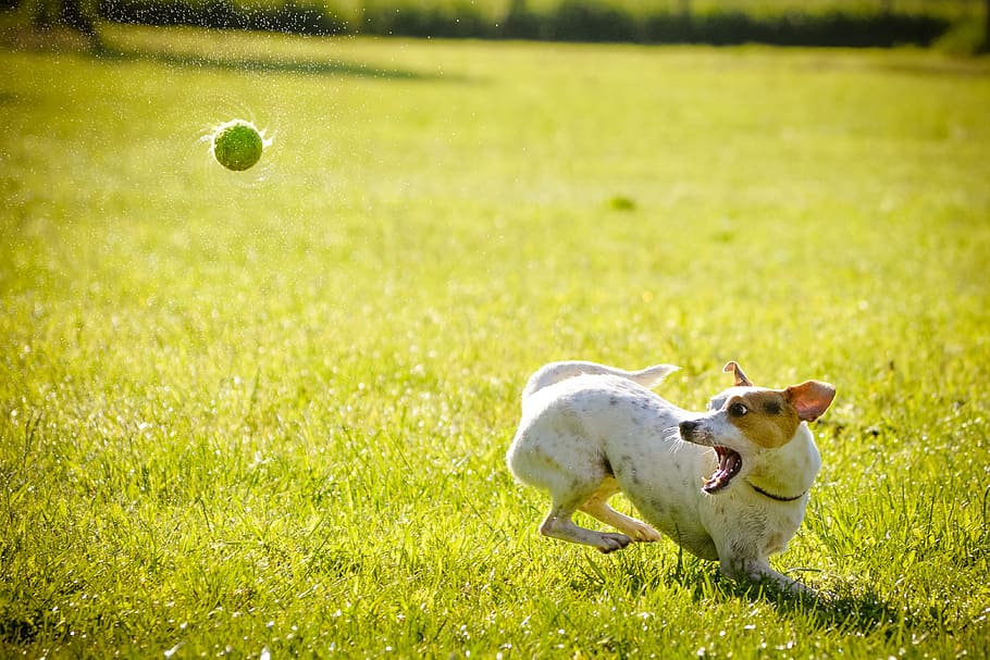 white, tan, jack, russell terrier, playing, tennis ball, grass field, day time, Jack Russell Terrier, grass
