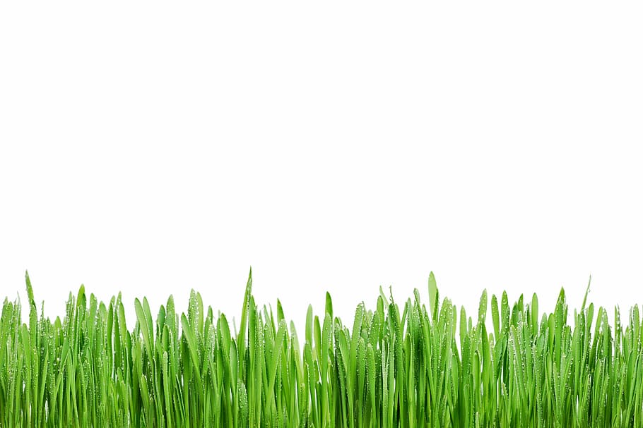 green, grasses, white, background, grass, rosa, summer, macro, fresh, morning