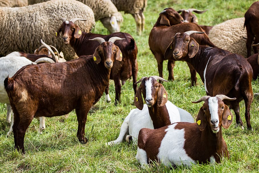 Billy Goat, Pasture, Flock, Mamalia, hewan, tanduk, ternak, makhluk, kambing domestik, padang rumput
