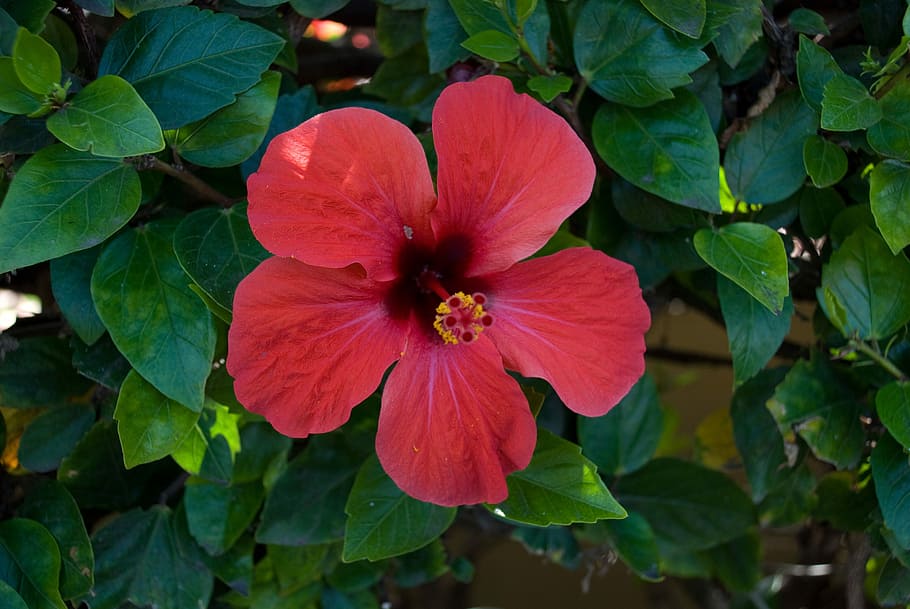 Hibiscus, Flower, Red, Green, Bloom, red, green, leaf, petal, plant, day
