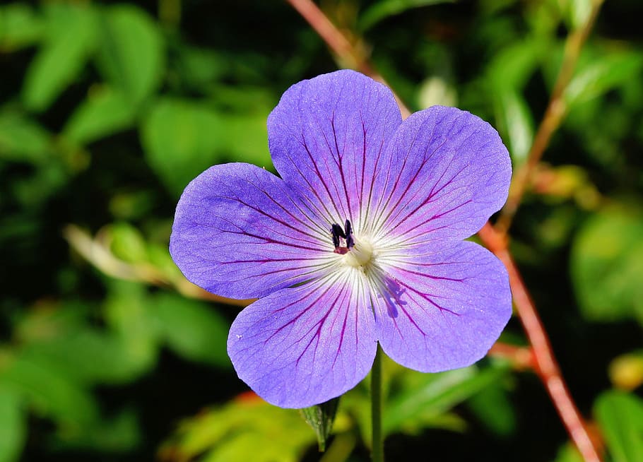 purple, 5-petal, 5- petal flower, close, photography, flower, blossom, bloom, blue, flora