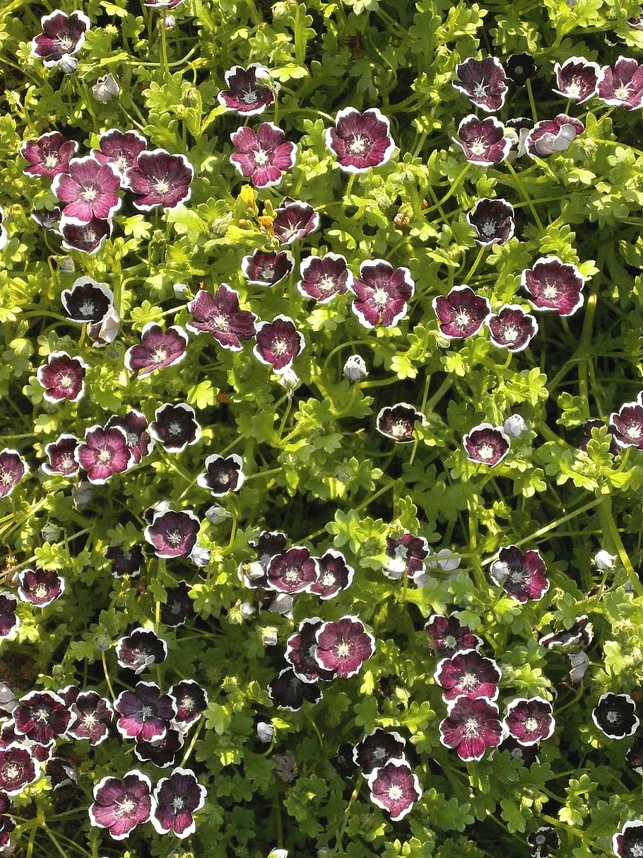 nemophila, penny black, spring flowers, black flowers, full frame, backgrounds, green color, growth, plant, healthy eating