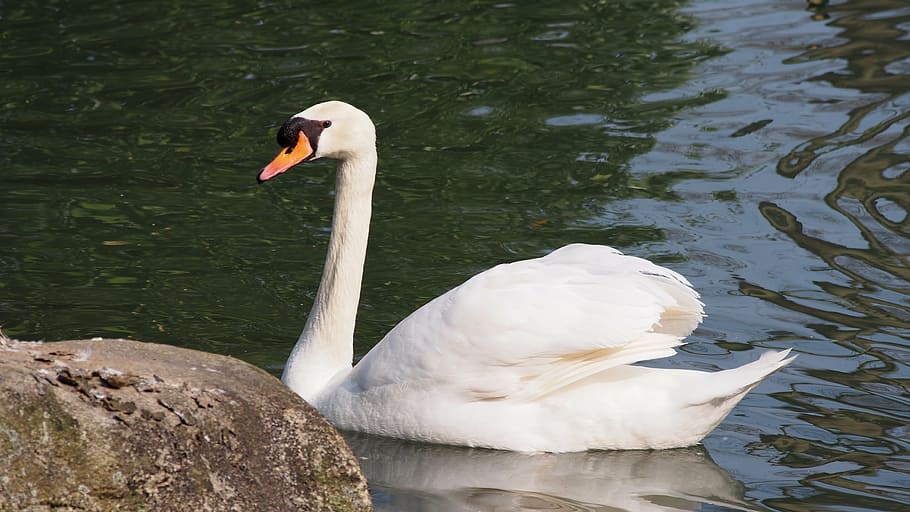 swan, mute swan, beauty, pride, water bird, pond, lake, mirroring, long jibe, animals in the wild