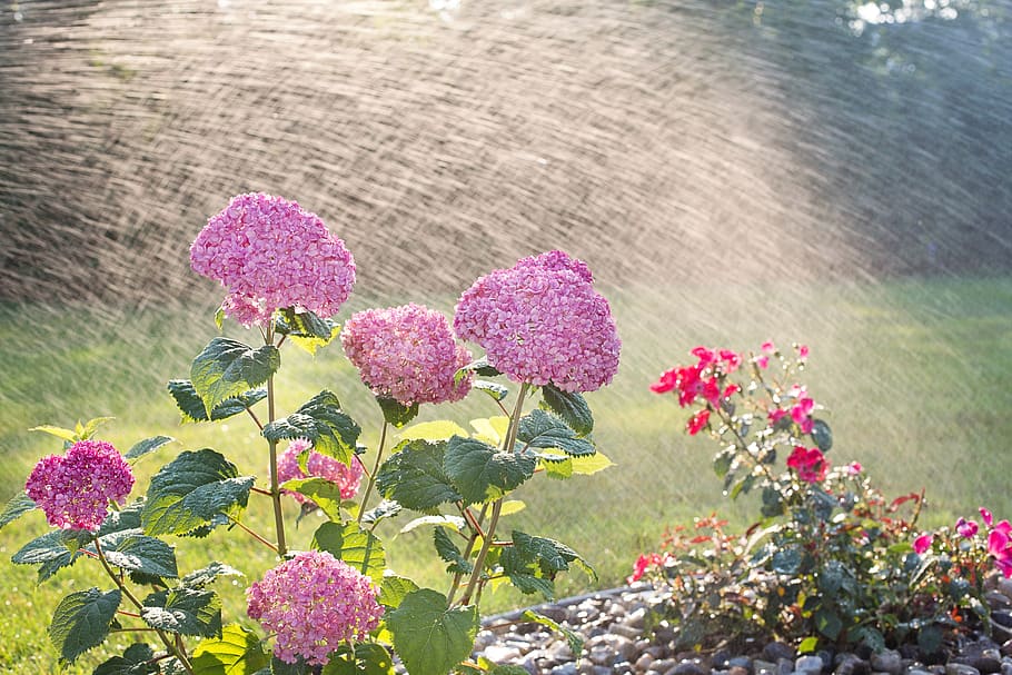 hydrangeas, watering, sprinkling, sprinkler, garden, tending, pink, summer, flowers, plants