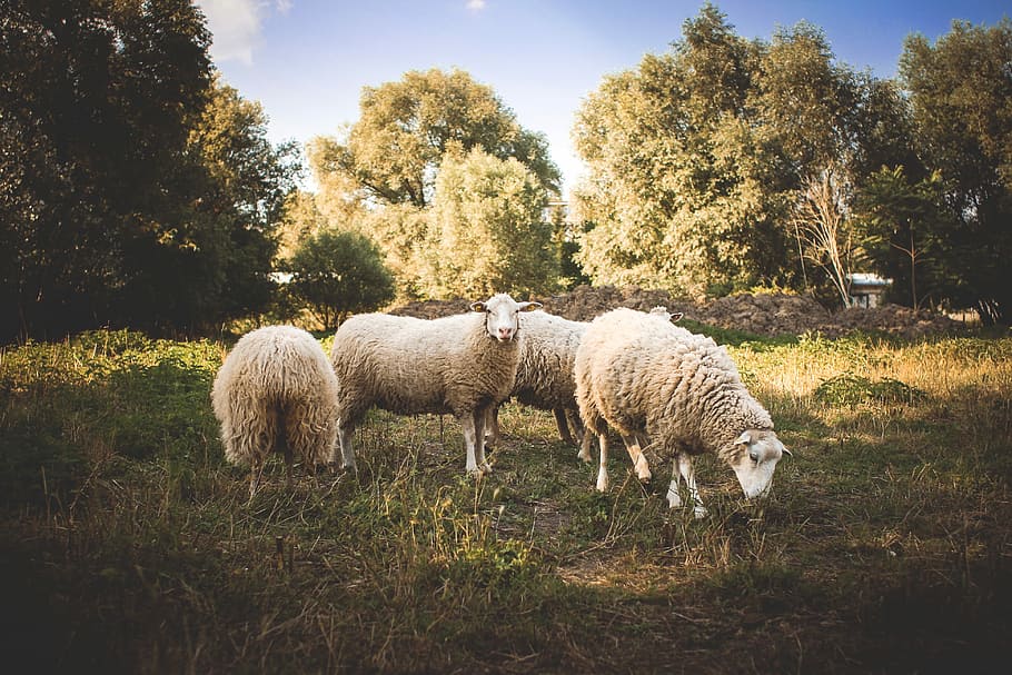 Small, Flock, Sheep, animal, nature, sheeps, zoo, agriculture, farm, livestock
