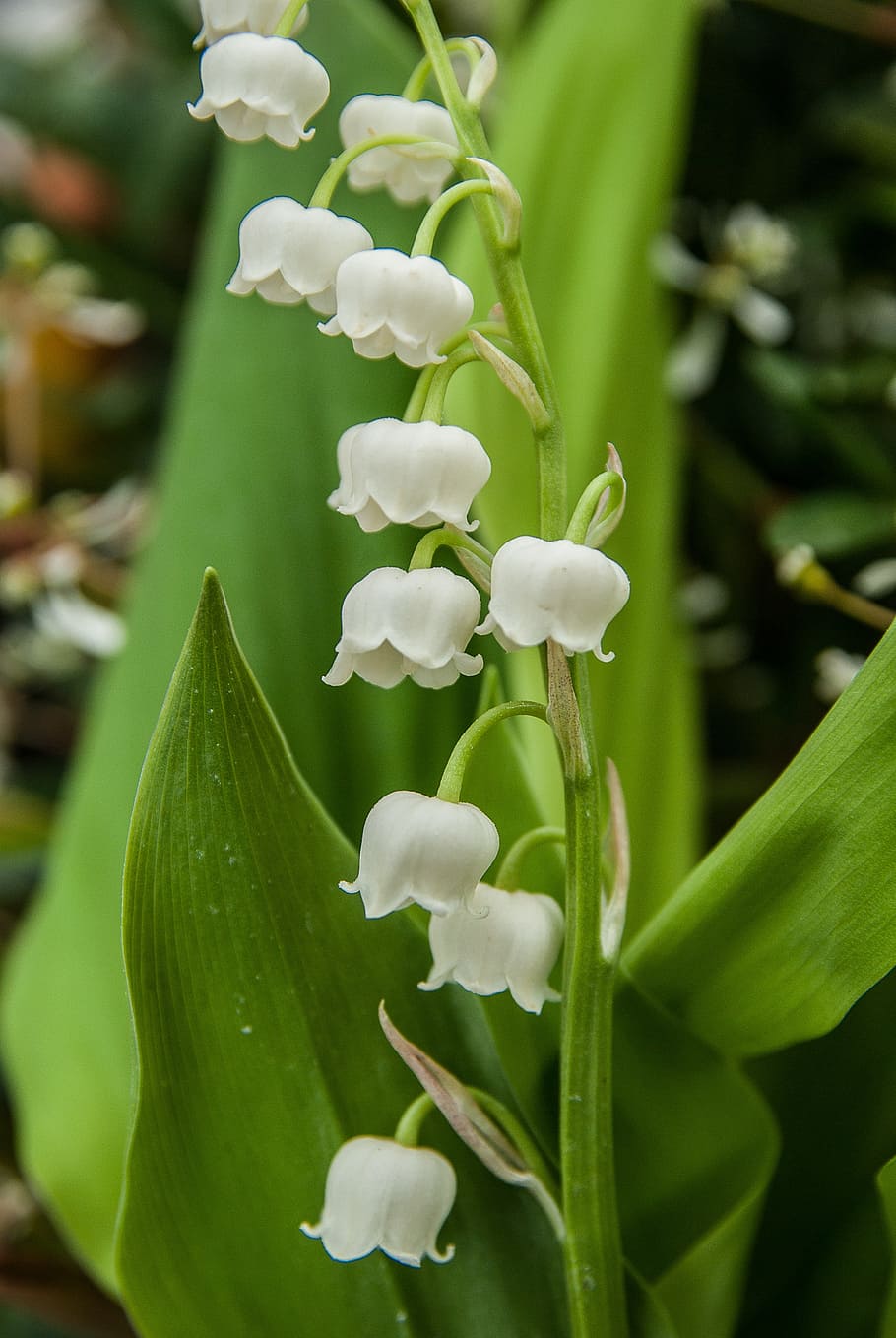 Flowers 1. Ландыш и колокольчик. Майские растения. Весеннее растение с белыми цветами колокольчиками. Майский колокольчик цветок.