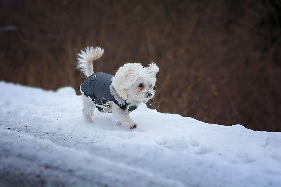 white, puppy, walking, snow, dog, young dog, maltese, small, young, cute