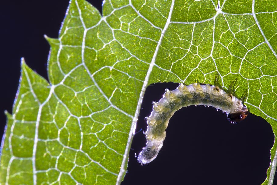 sawflies larvae, caterpillar, leaf damage, small caterpillar, gluttonous, leaf, plant part, close-up, nature, plant