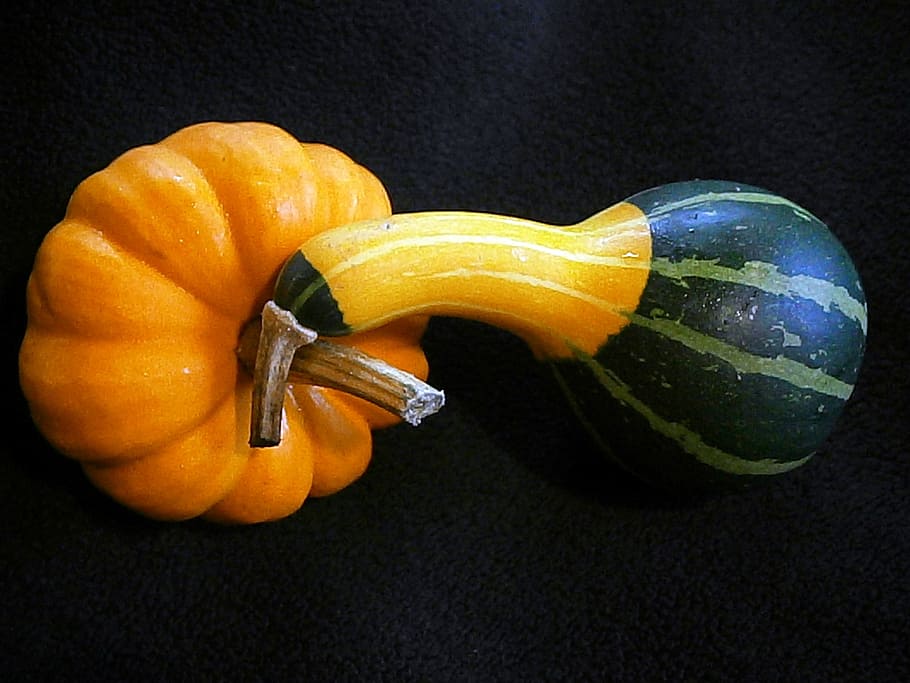 pumpkin, gourd, mini pumpkins, miniature pumpkin, decorative, ribbed, orange, yellow, mini pumpkin, autumn