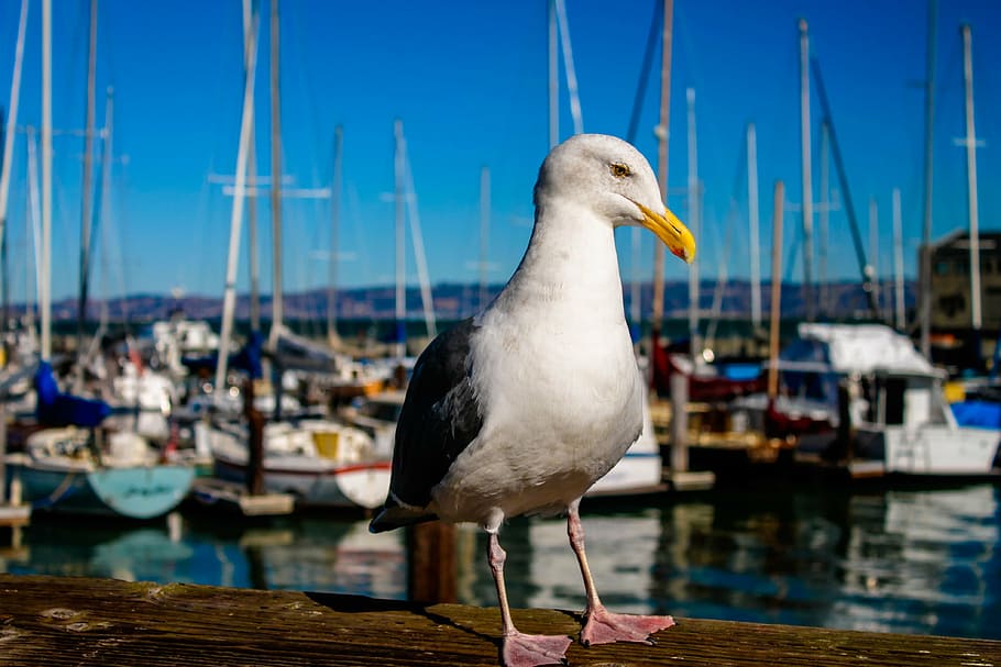 seagull, bird, sf, jacht, wildlife, sea, feather, wild, beach, wing