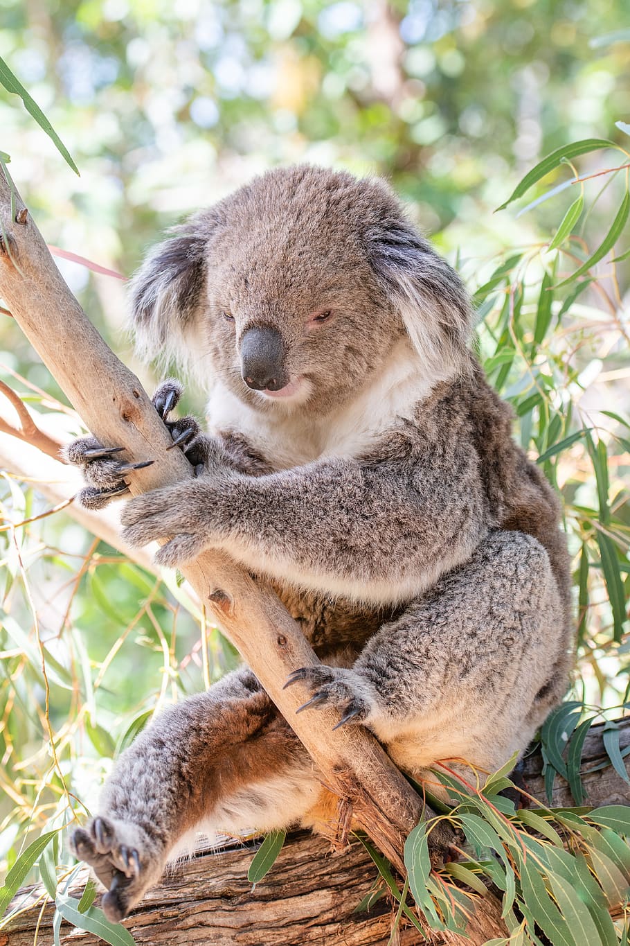 koala, marsupial, herbivore, arboreal, wildlife, australian, australia, animal, cute, nature