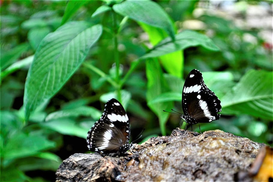 black and white butterflies, flower, nature, natural, leaves, camouflage, crawling, crawl, leaf, outdoor