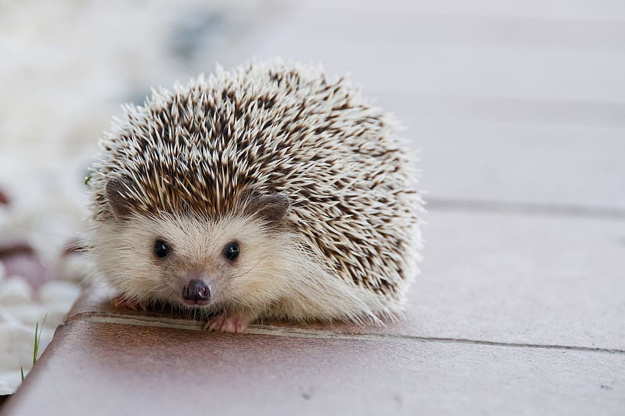 selective, focus photography, hedgehog, baby, cute, animal, happy, little, nature, pet